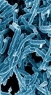 Co-Expression of <i>hbha</i> and <i>mtb32C</i> Genes from <i>Mycobacterium tuberculosis</i> H37Rv in a Prokaryotic System
